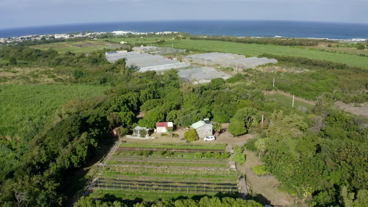 Archipels : ILOT PARADIS - Documentaire Réunion la 1ère Dans la ferme de l'Îlot Paradis à La Réunion, Sandrine, Bruno et leur associé, Nicolas, pratiquent l’agroécologie en maraîchage et vergers.