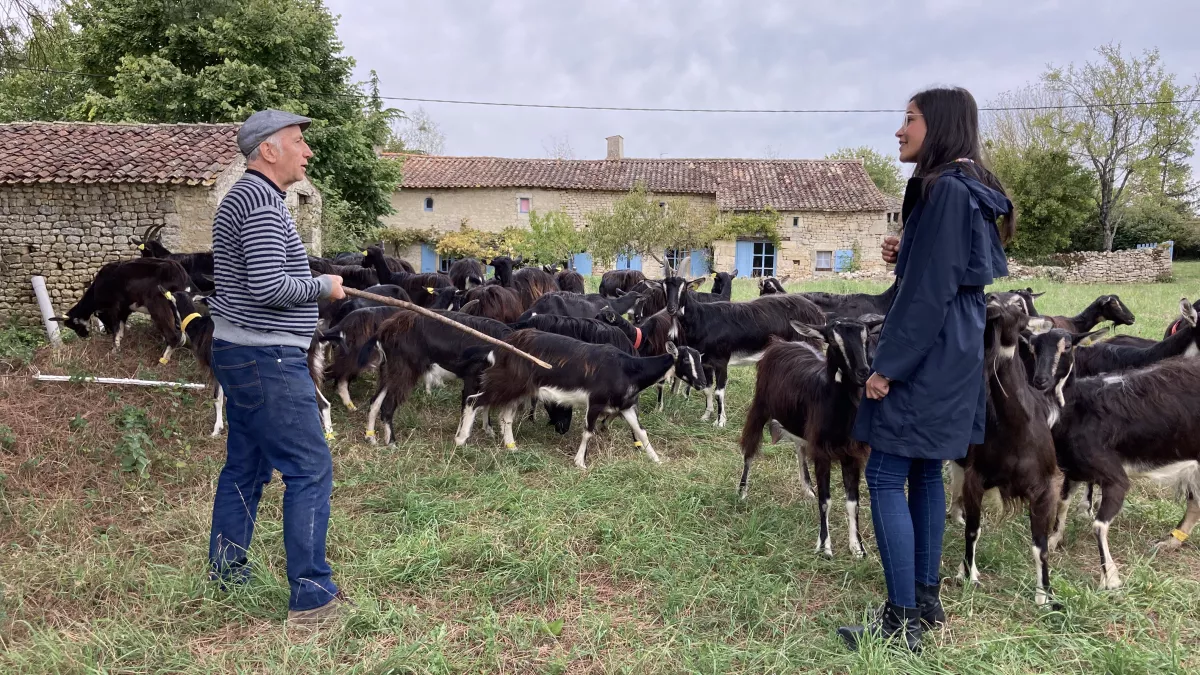 LGDR 140 chèvre poitevine