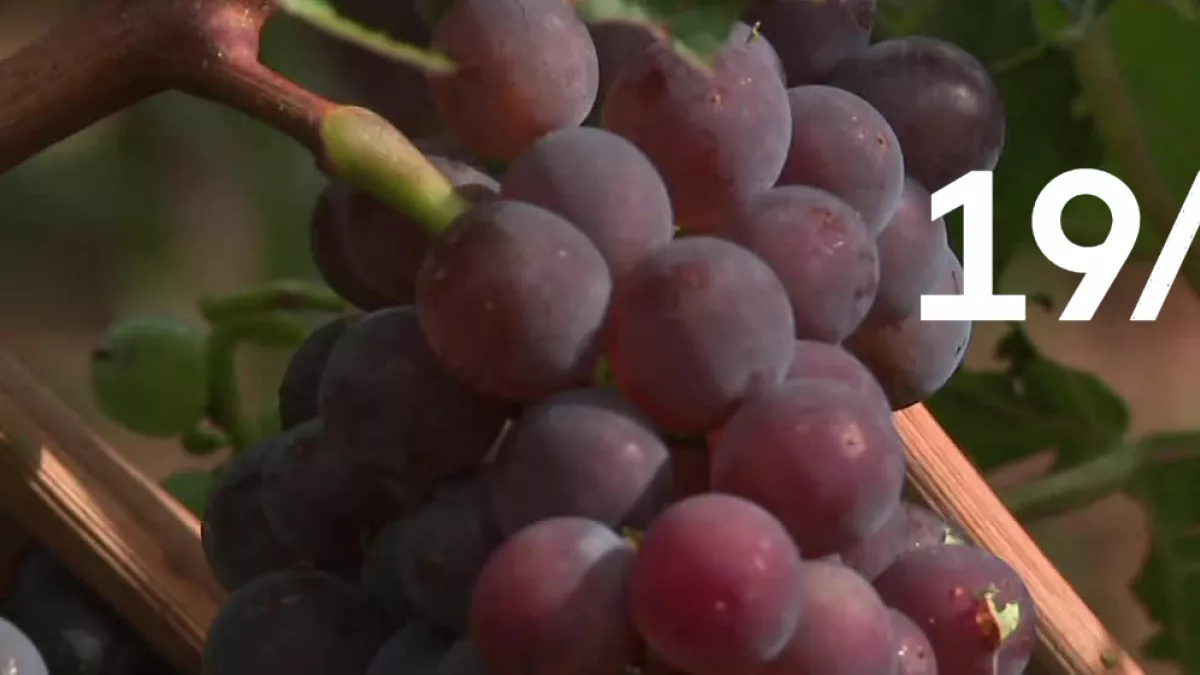 19/20 Alsace - vendanges 19/20 Alsace - vendanges