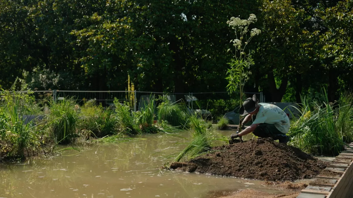 Jardin Public - Aurelien plante une angelique