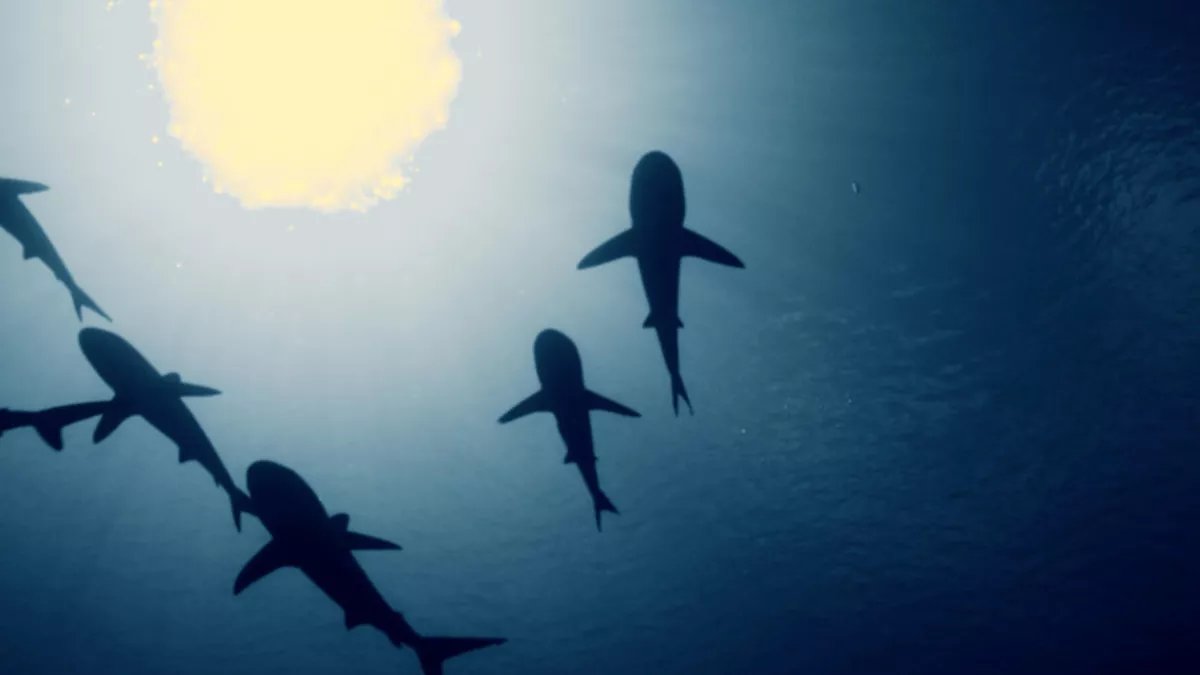 L'ATOLL AUX 700 REQUINS