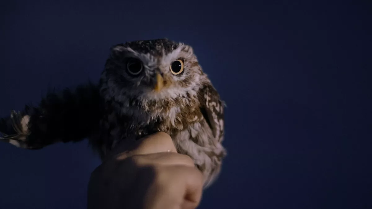 La conférence des oiseaux aura-t-elle lieu ? La conférence des oiseaux aura-t-elle lieu ?