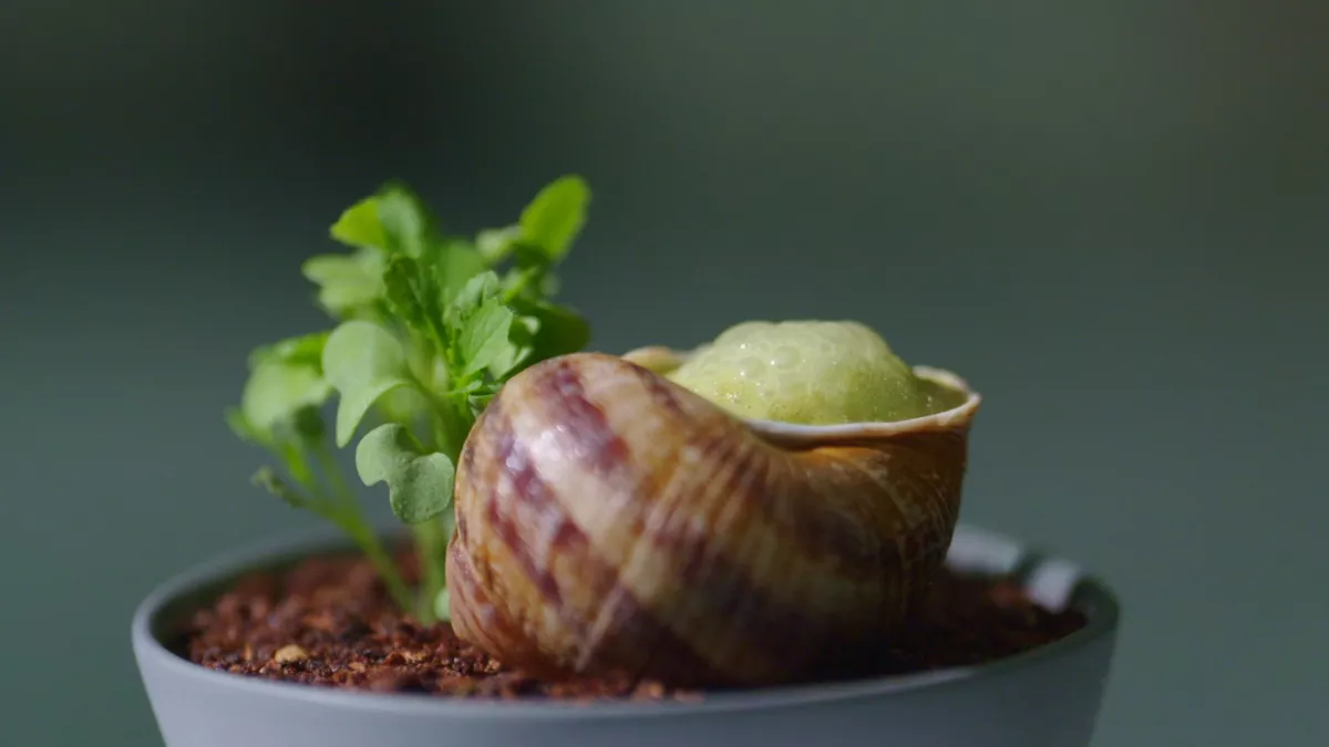 Les escargots Les escargots