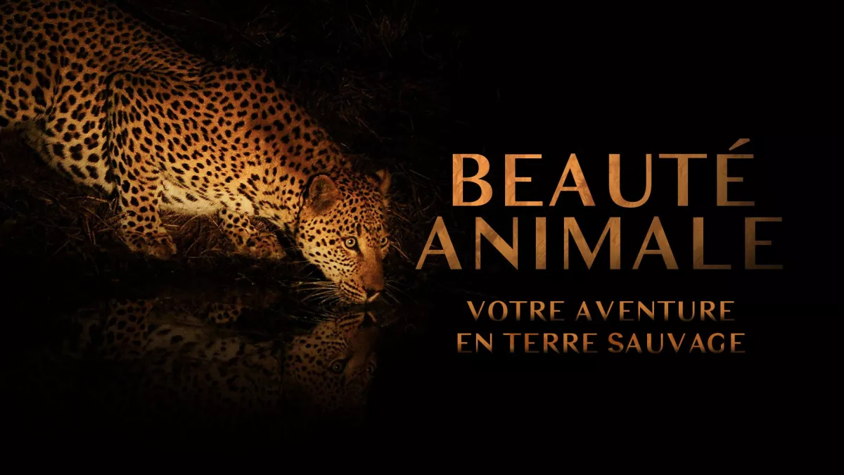 beauré animale