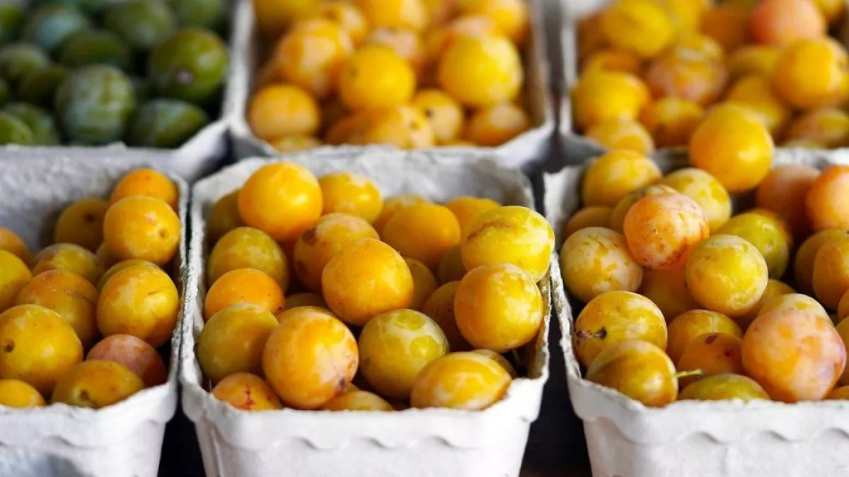 LES MIRABELLES