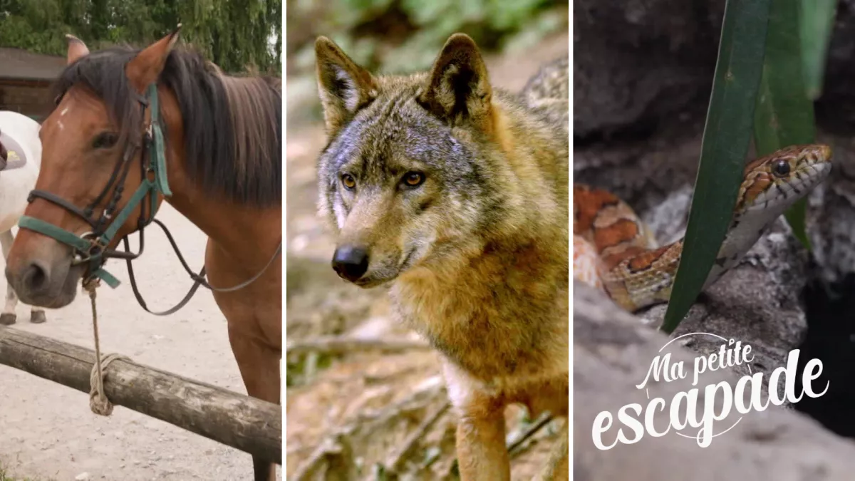 MPE Best-of animaux