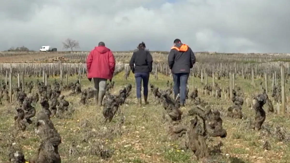 Un sens à la vigne Un sens à la vigne