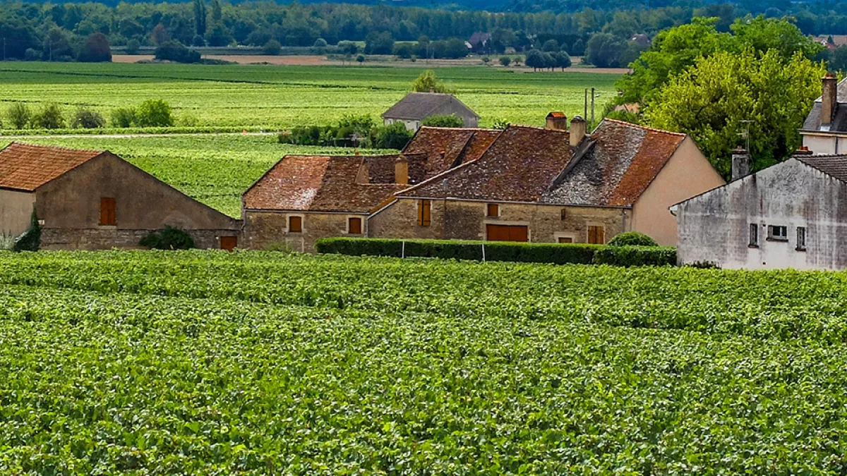 Un sens à la vigne Un sens à la vigne