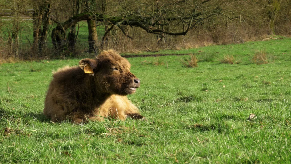 Oh la vache ! Oh la vache !