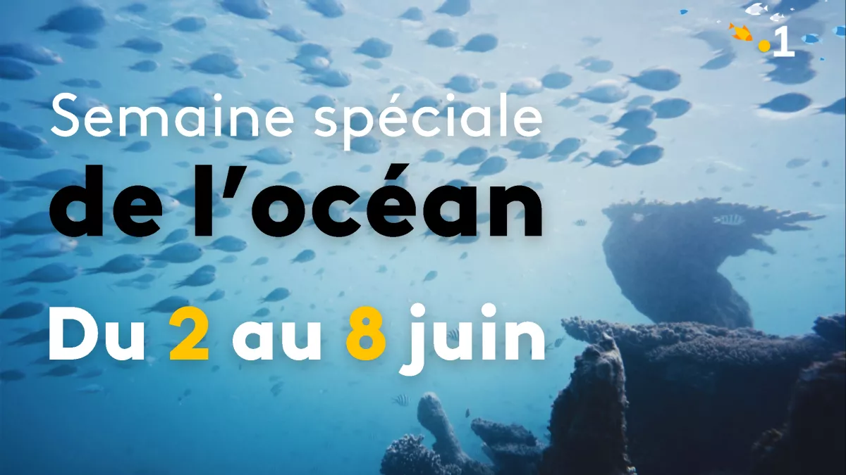 © droits réservés Semaine spéciale de l'océan