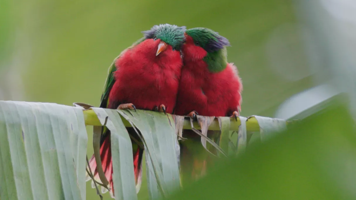 Ura, sauver l’oiseau sacré des Australes