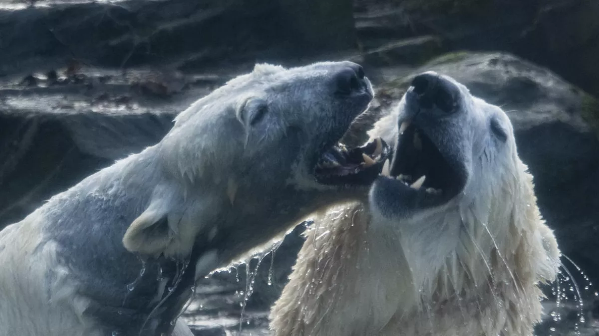 Une saison au ZOO Une saison au ZOO
