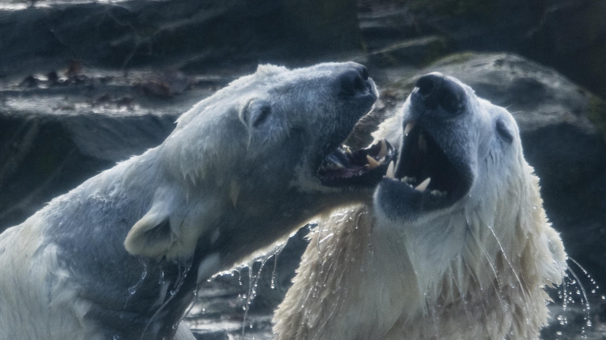 Une saison au ZOO Une saison au ZOO