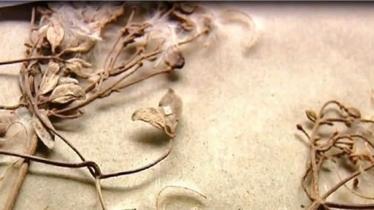 L'herbier des fleurs séchées