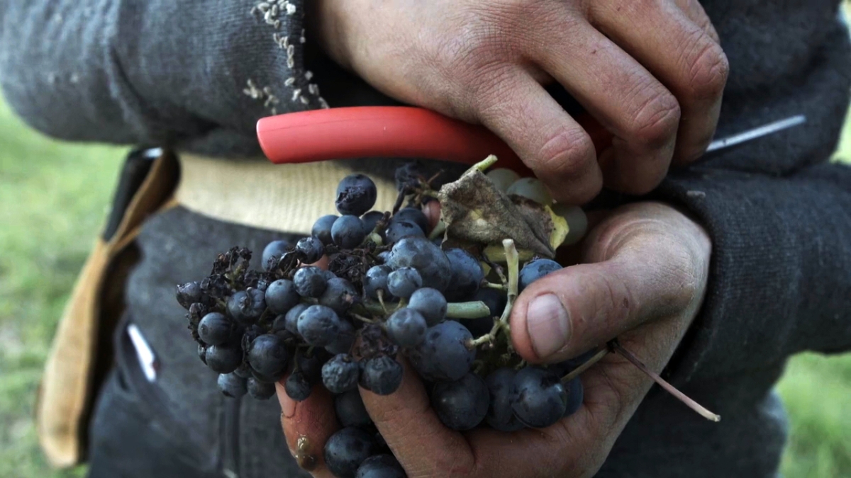 Documentaire : Vivants Documentaire : Vivants