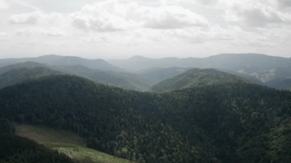 L'espoir des forêts - CREDIT SEPPIA