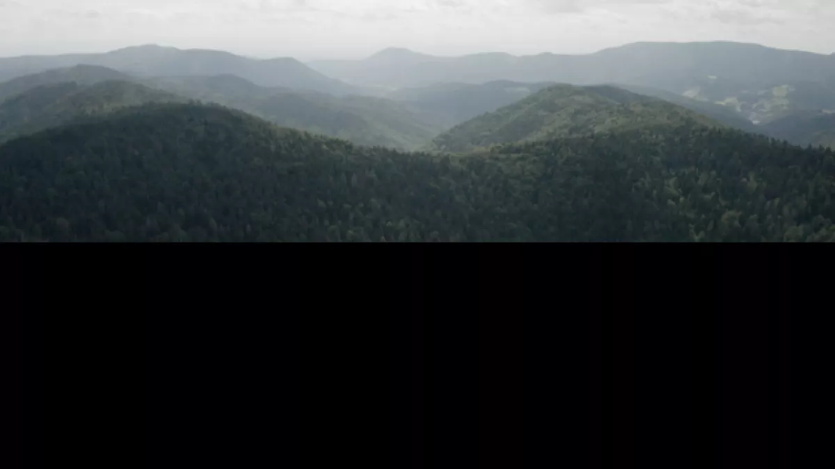 L'espoir des forêts - CREDIT SEPPIA L'espoir des forêts - CREDIT SEPPIA