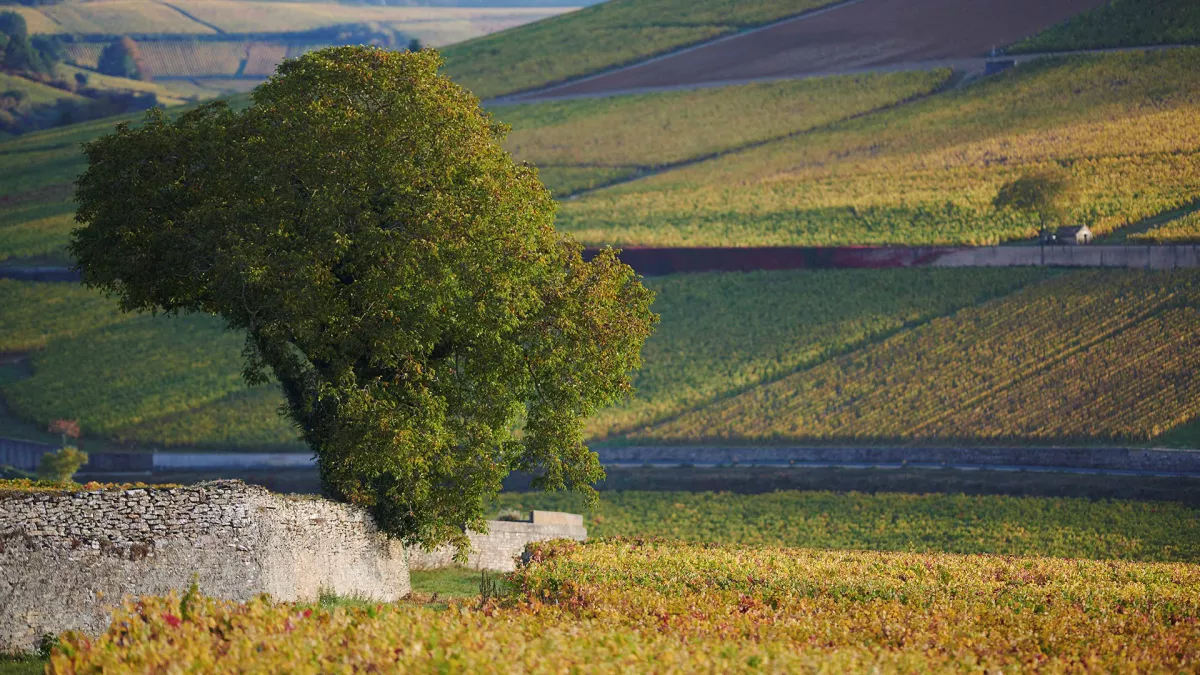 Vignoble_Les Vergelesses ©Michel Joly