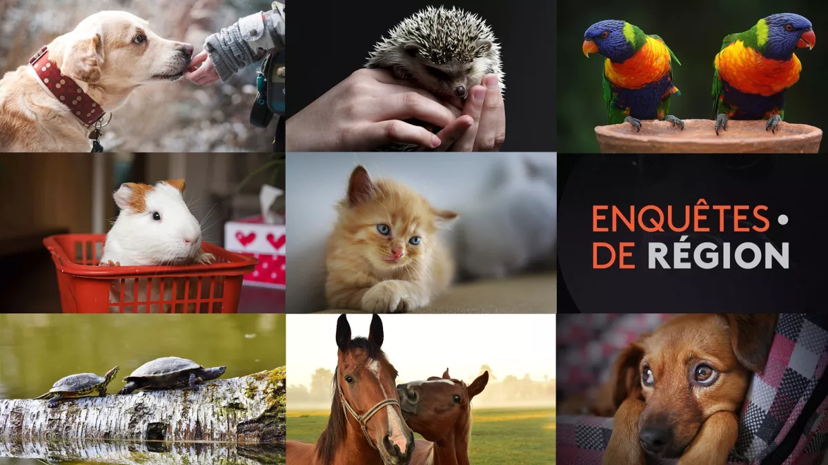 Enquêtes de région les animaux Enquêtes de région les animaux
