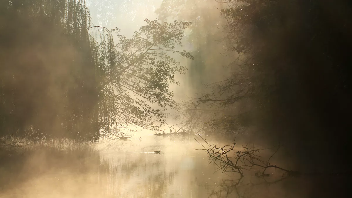 Rivière dans la brume © Laurent Cocherel