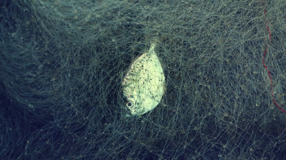 pêche