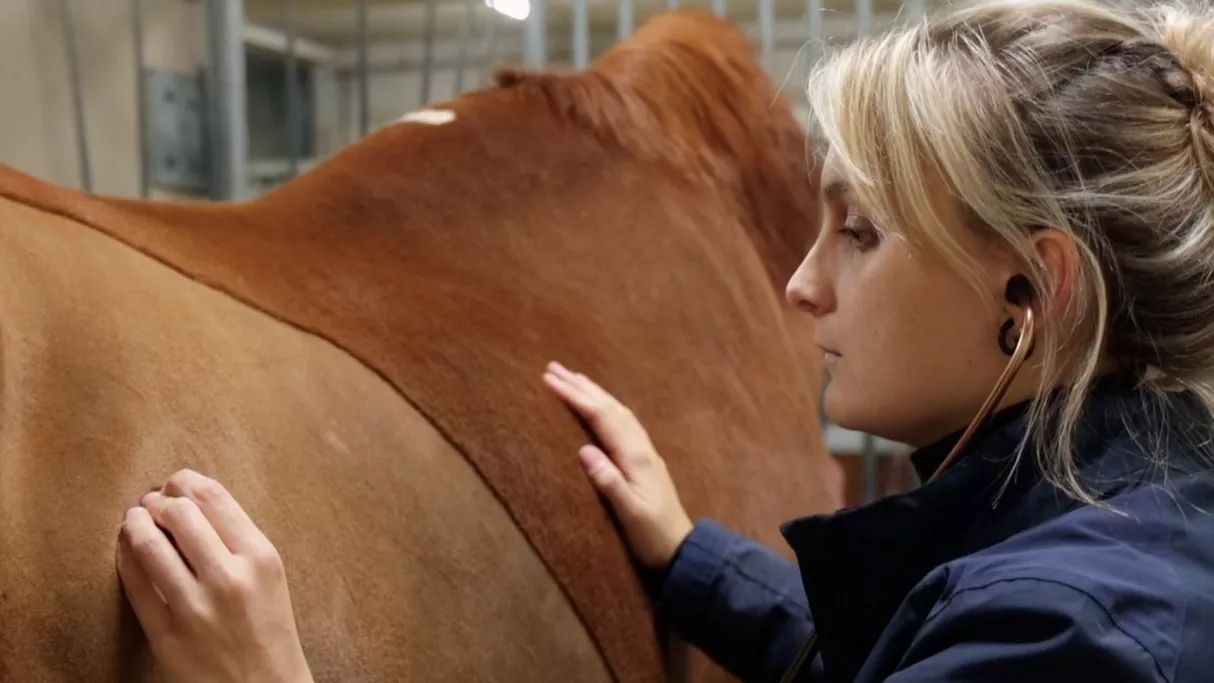 Au coeur des bêtes CREDIT Sancho & Co 