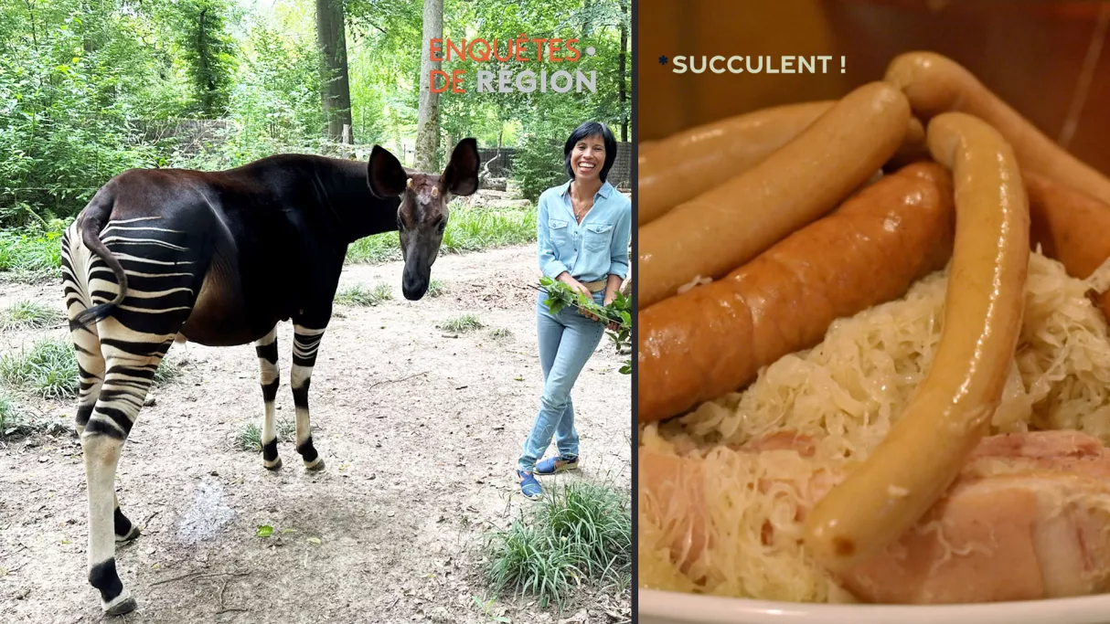 Enquêtes de région, Sylvie Malal, plumes et poils - Succulent "choucroute" 