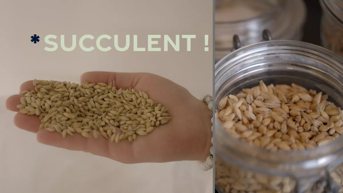 Succulent ! Les céréales - crédit FTV Succulent ! Les céréales - crédit FTV