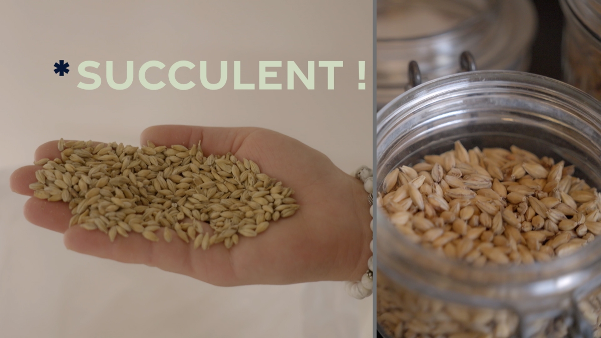 Succulent ! Les céréales - crédit FTV Succulent ! Les céréales - crédit FTV