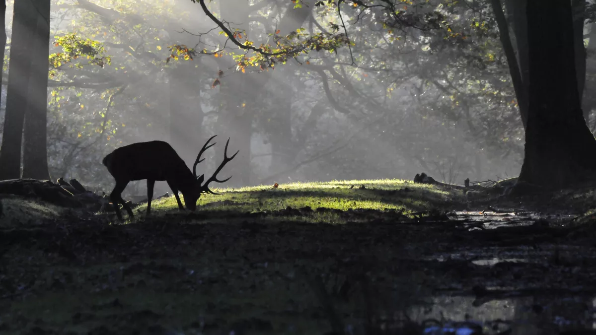 ©didier chagot Le brame du cerf