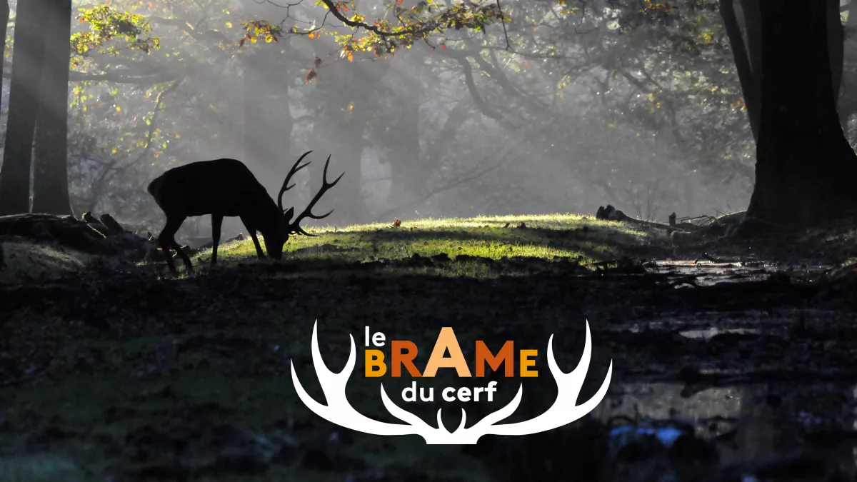Le brame du cerf - @Didier Chagot