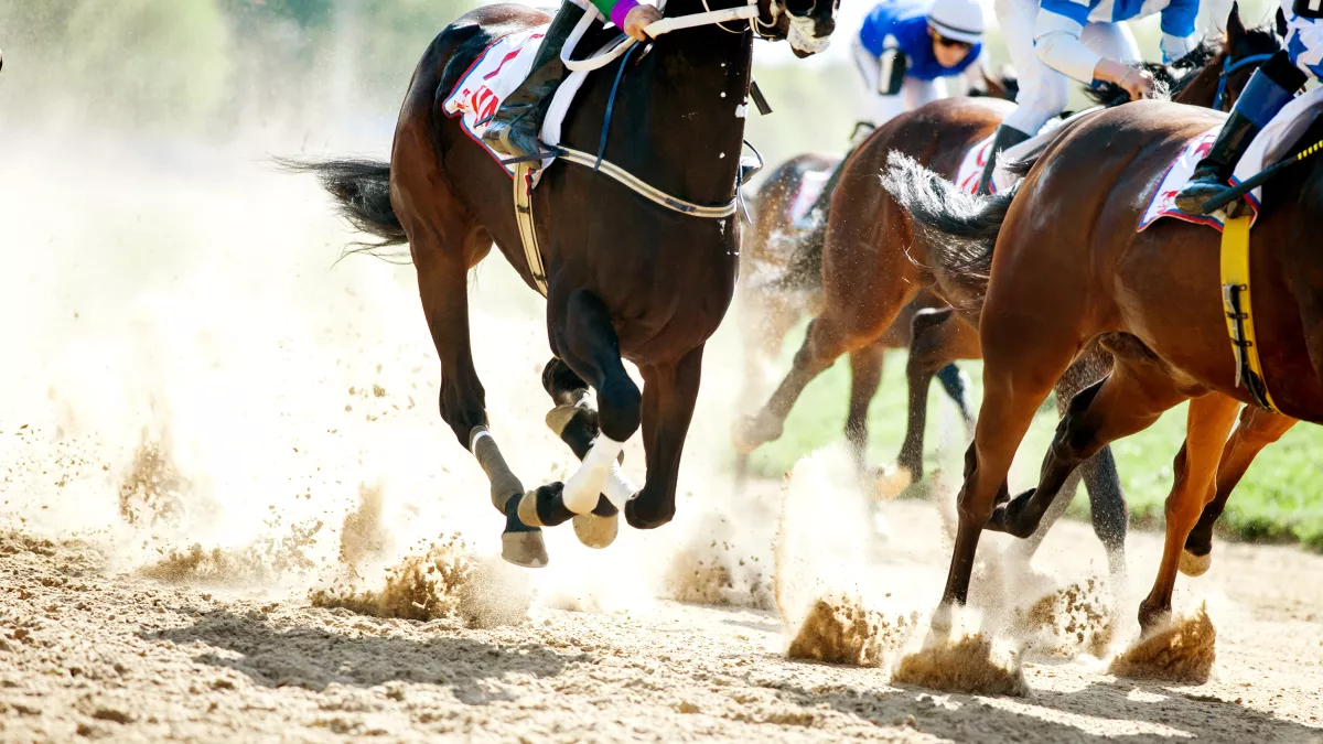 courses hippiques