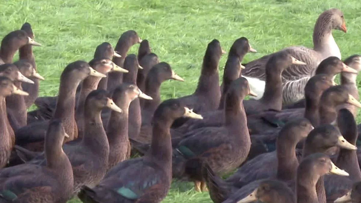 grippe aviaire grippe aviaire