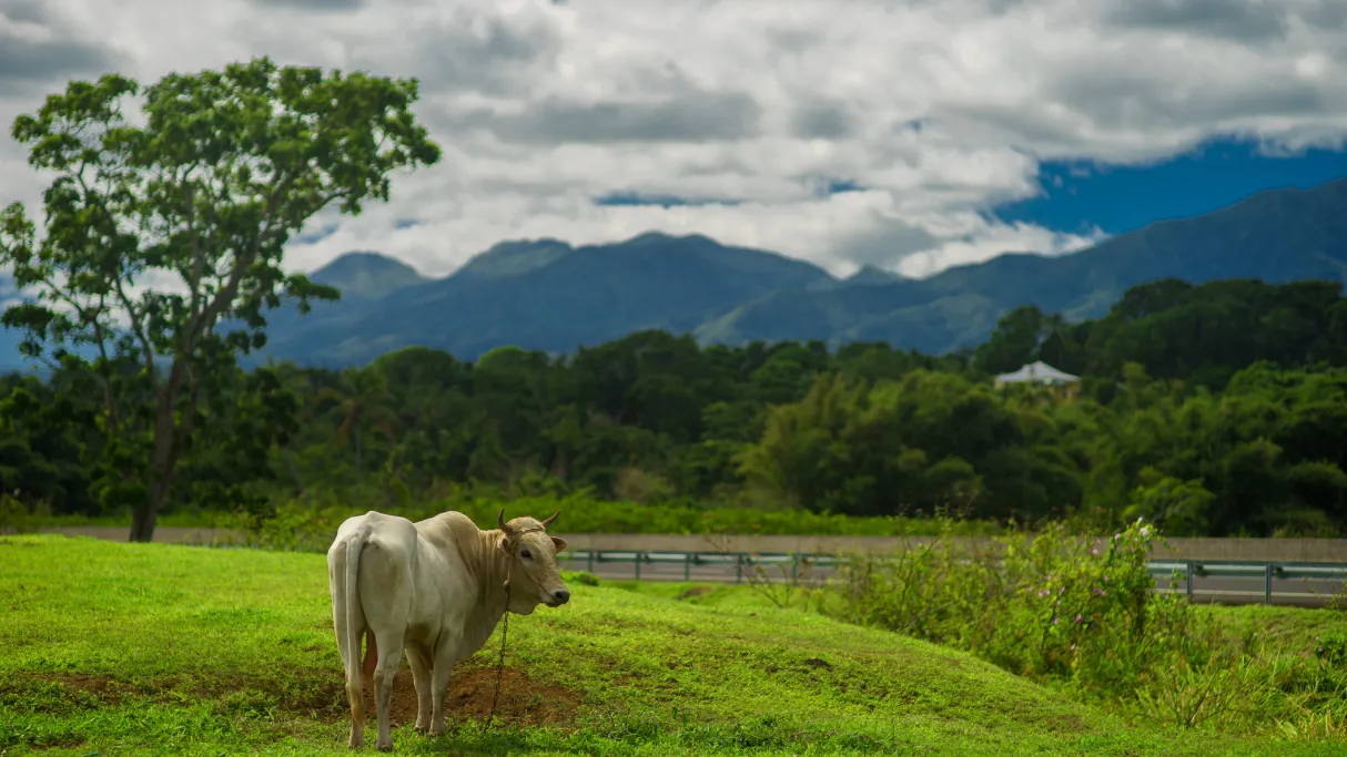 Photo agriculture Martinique