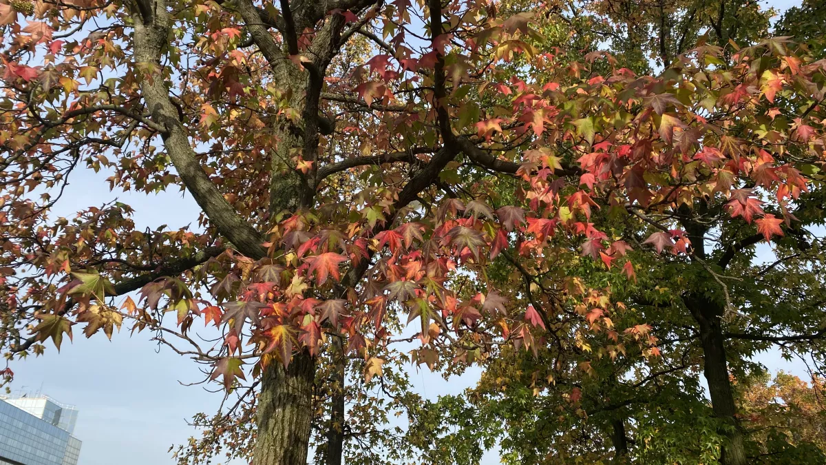 Nature arbres