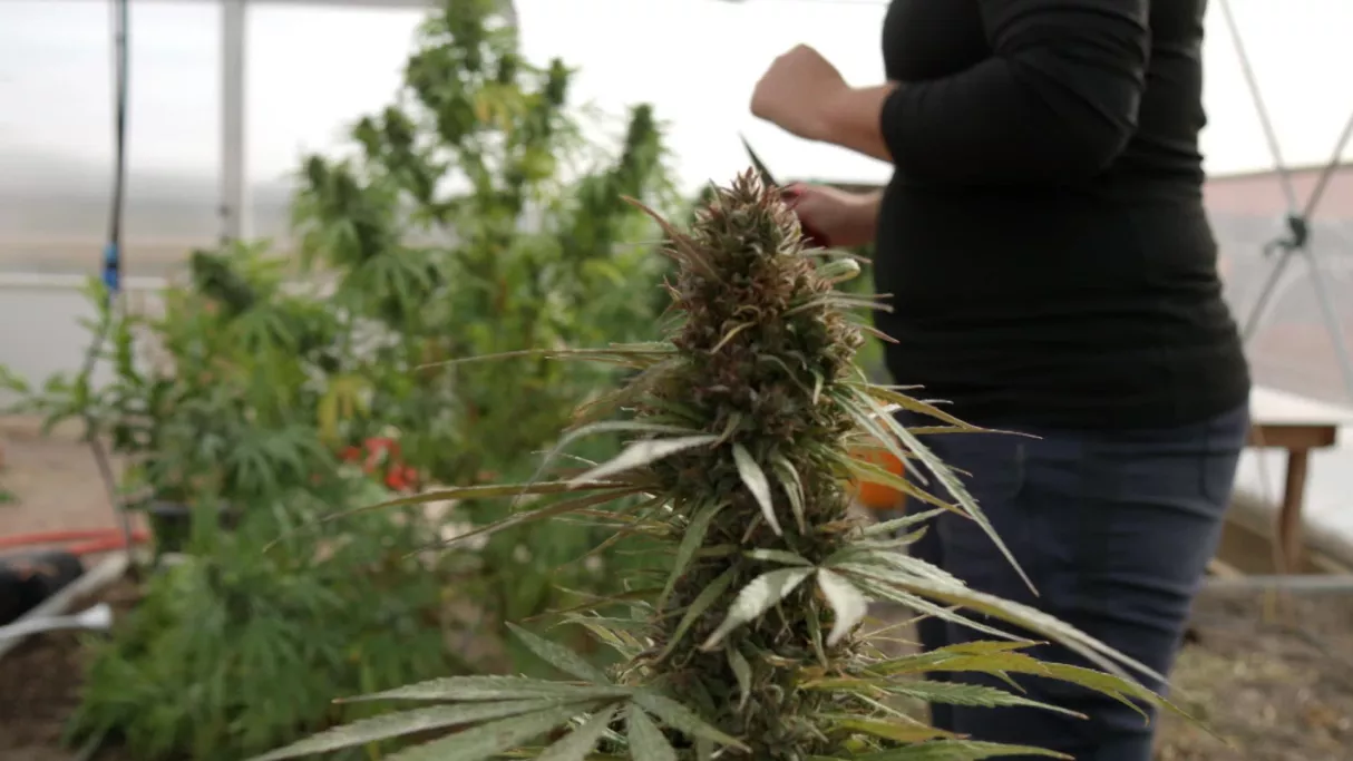 Les business du cannabis 