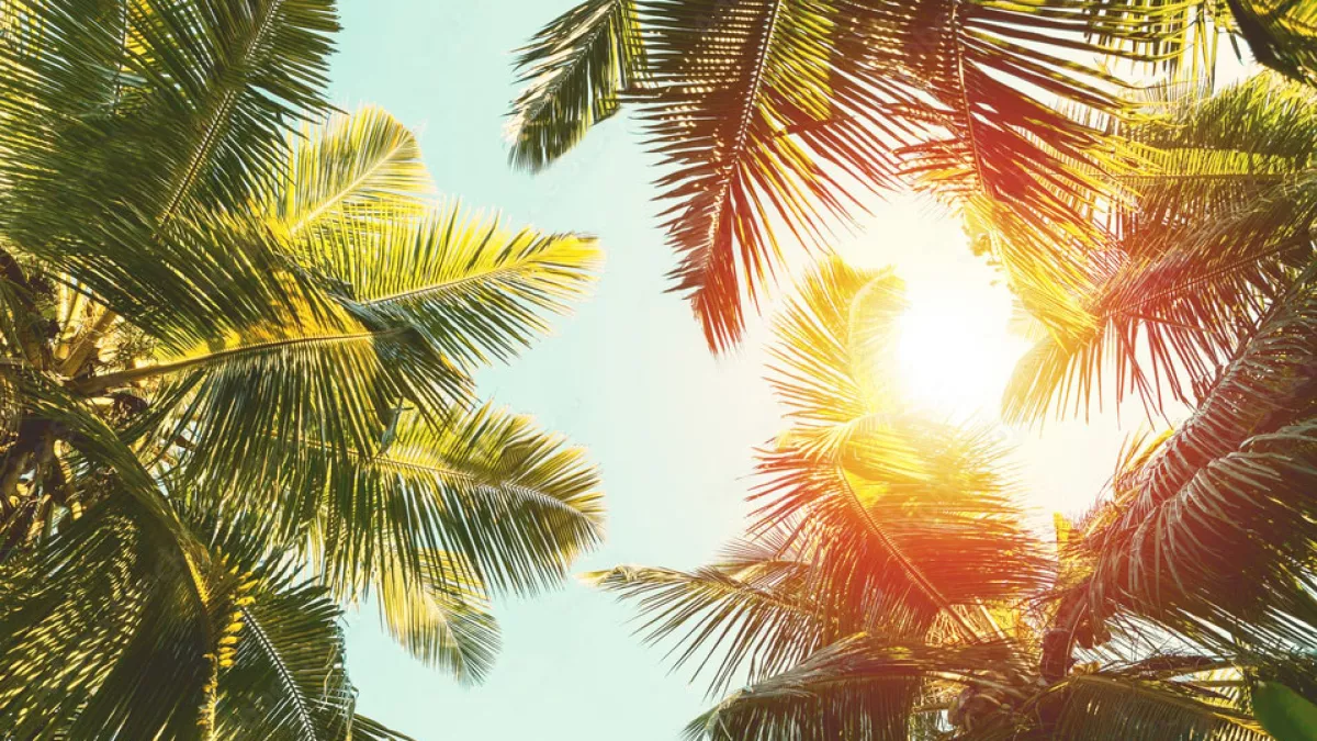 palm