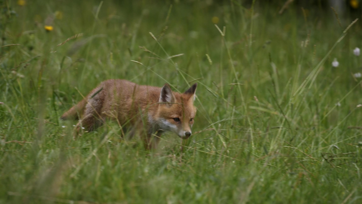 DES FRAISES POUR LE RENARD