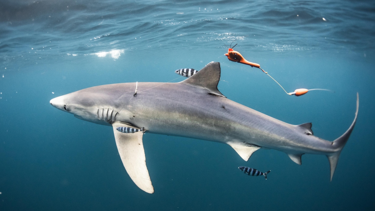 Au plus près des requins ©Frédéric BUYLE