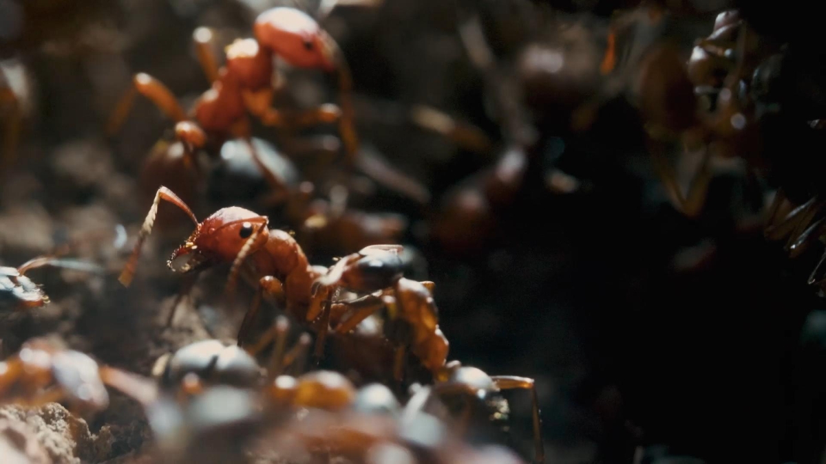 Le royaume des fourmis © Guindala Production Le royaume des fourmis © Guindala Production