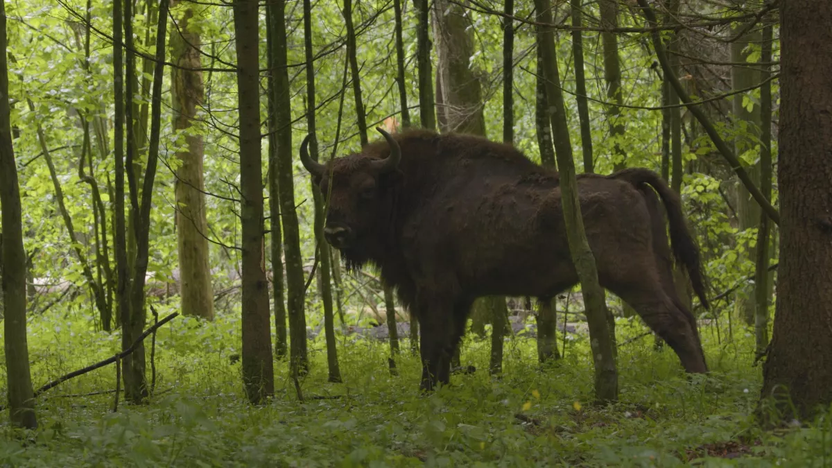 Le bison d'Europe Le bison d'Europe