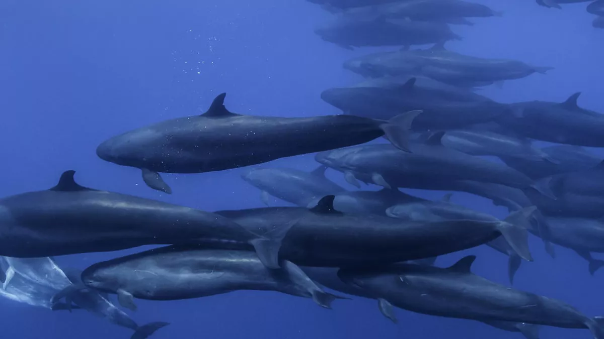 Planète bleue : un seul océan Planète bleue : un seul océan