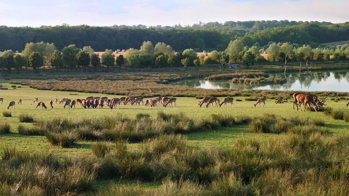 Plaine des cerfs au Parc animalier de Sainte-Croix Plaine des cerfs au Parc animalier de Sainte-Croix
