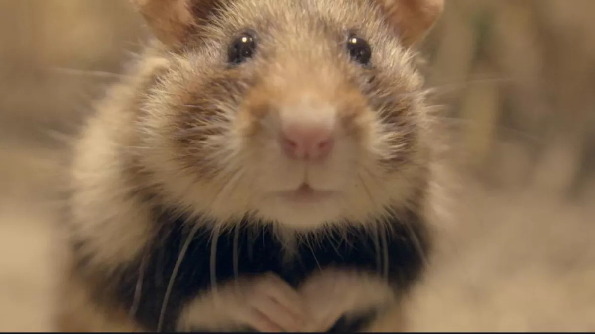 Qui a peur du grand hamster ? Qui a peur du grand hamster ?