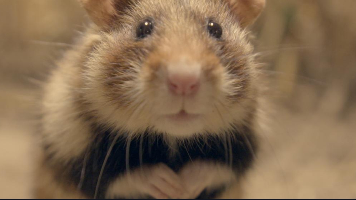 Qui a peur du grand hamster ? Qui a peur du grand hamster ?