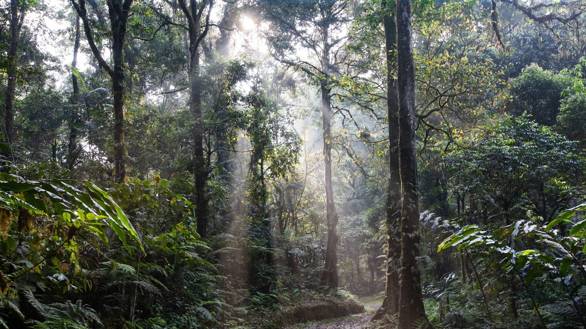 Forêt ©pixabay