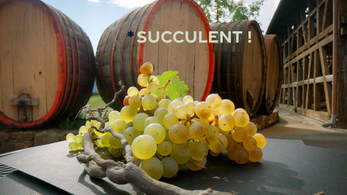 Succulent ! Le vin nature : rencontres avec les visages de cette mouvance, en Alsace Succulent ! Le vin nature : rencontres avec les visages de cette mouvance, en Alsace