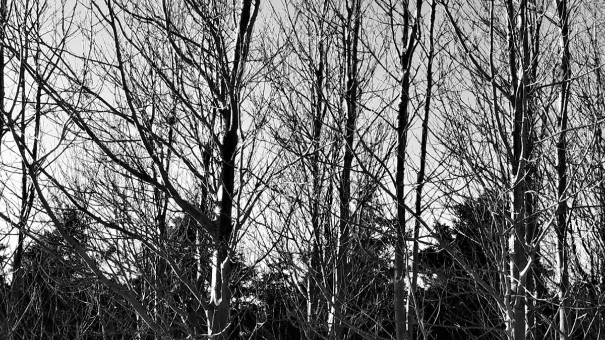 © arborescence - Karine Gaulin