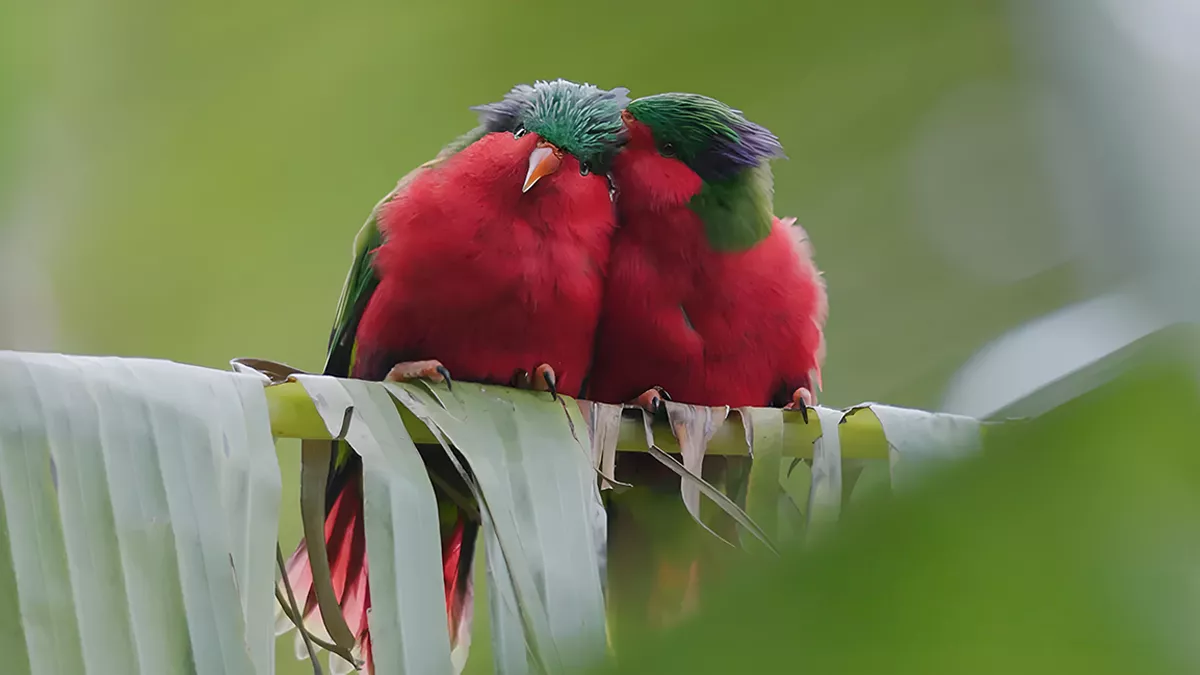 © 'ura, sauver l'oiseau sacré des australes