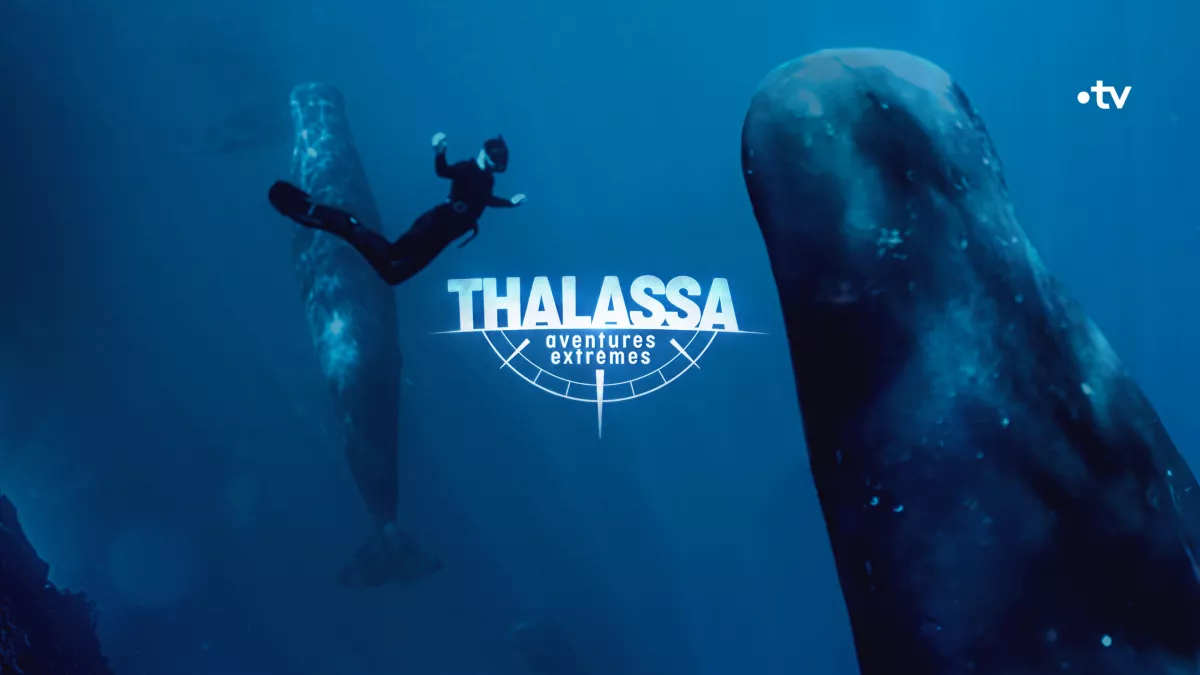 Thalassa